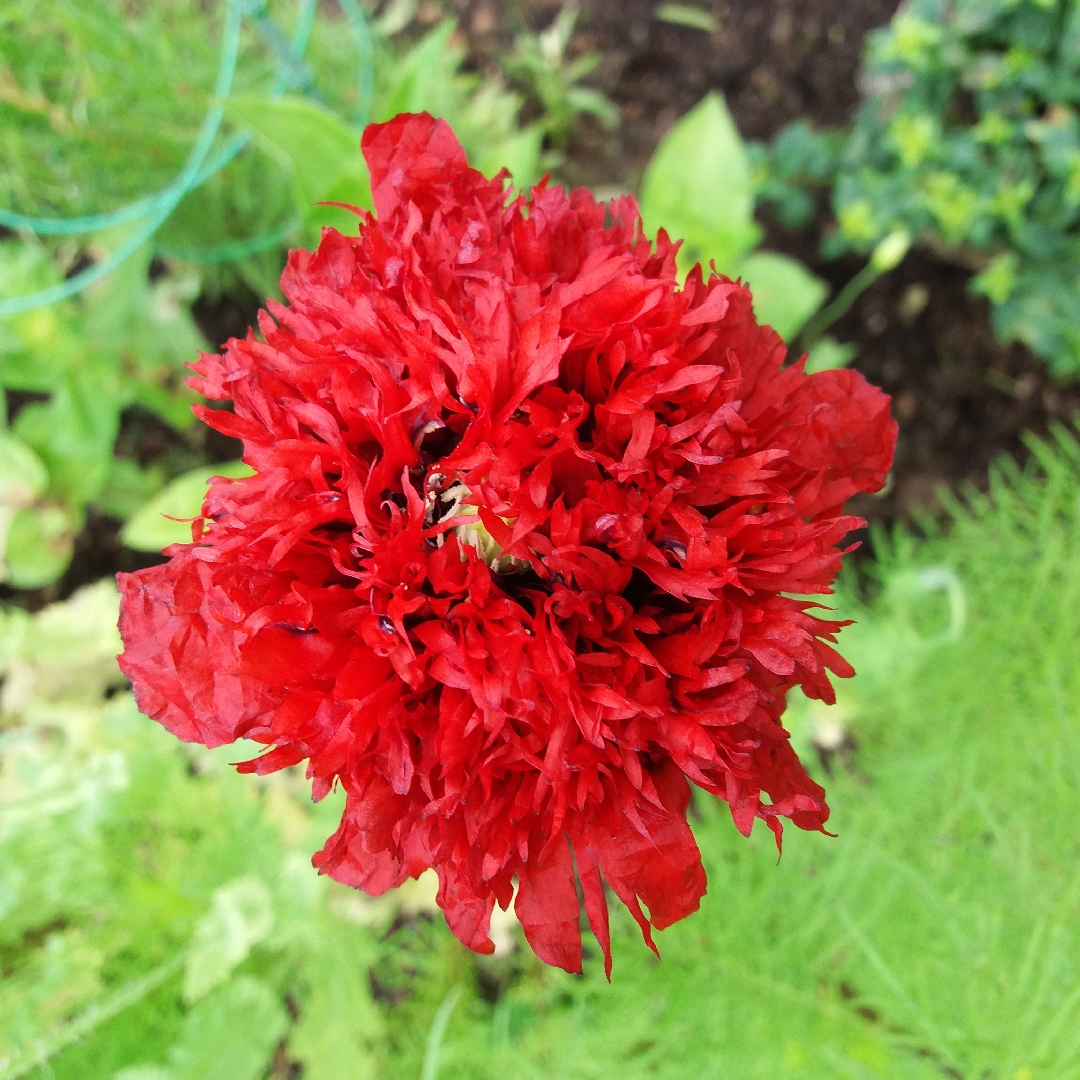 Papaver Paeoniflorum Ooh La La in the GardenTags plant encyclopedia Poppy Ooh La La in the GardenTags plant encyclopedia