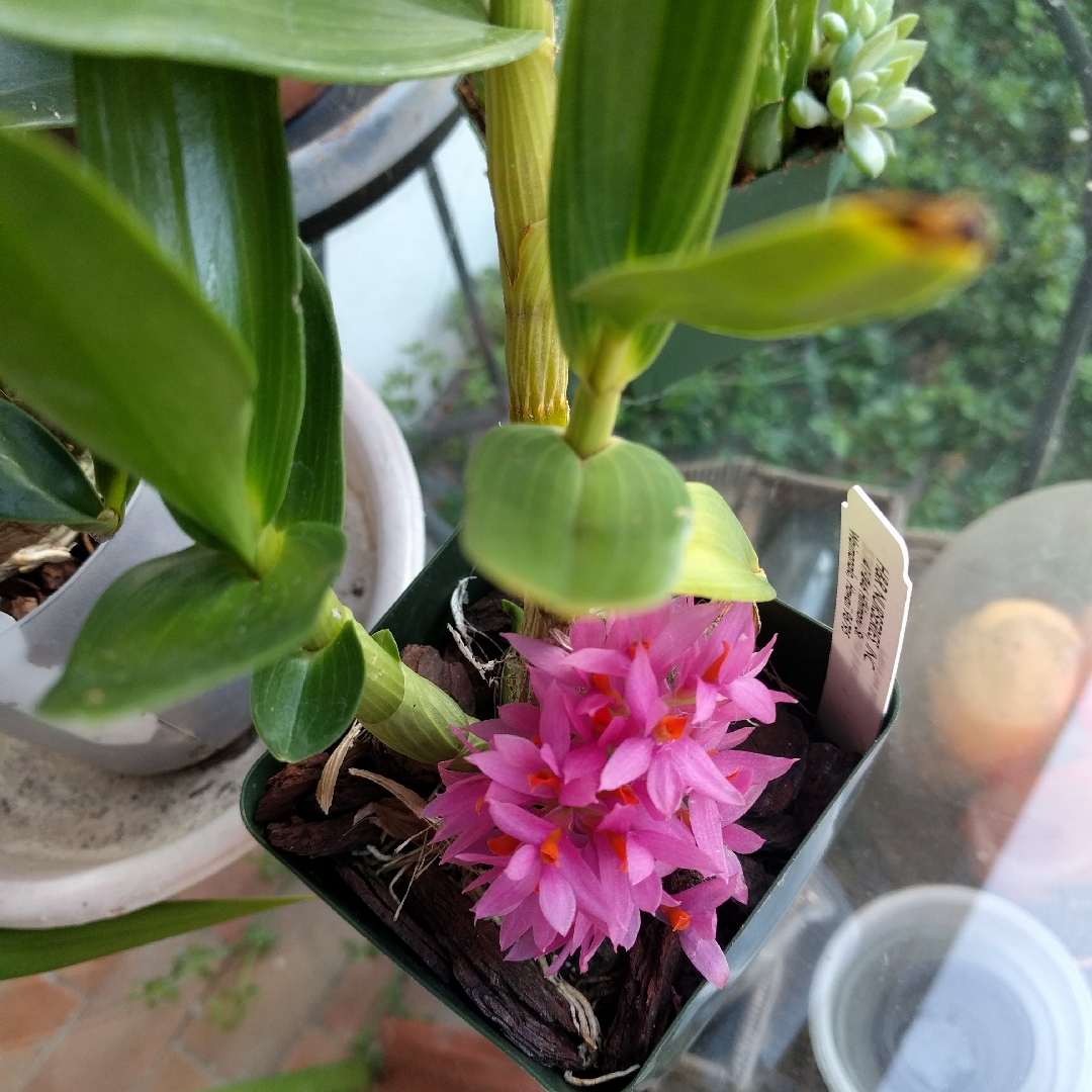 Dendrobium bracteosum in the GardenTags plant encyclopedia Pink Dendrobium Orchid in the GardenTags plant encyclopedia