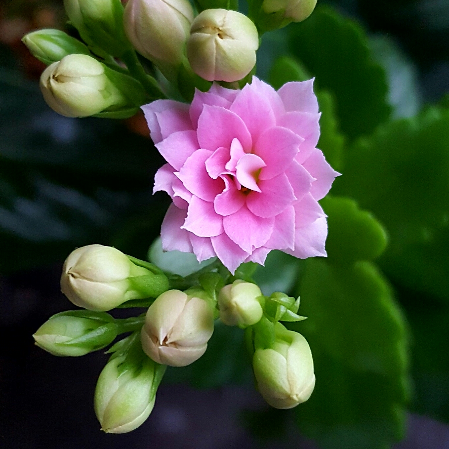 Kalanchoe Blossfeldiana in the GardenTags plant encyclopedia Kalanchoe Blossfeldiana in the GardenTags plant encyclopedia