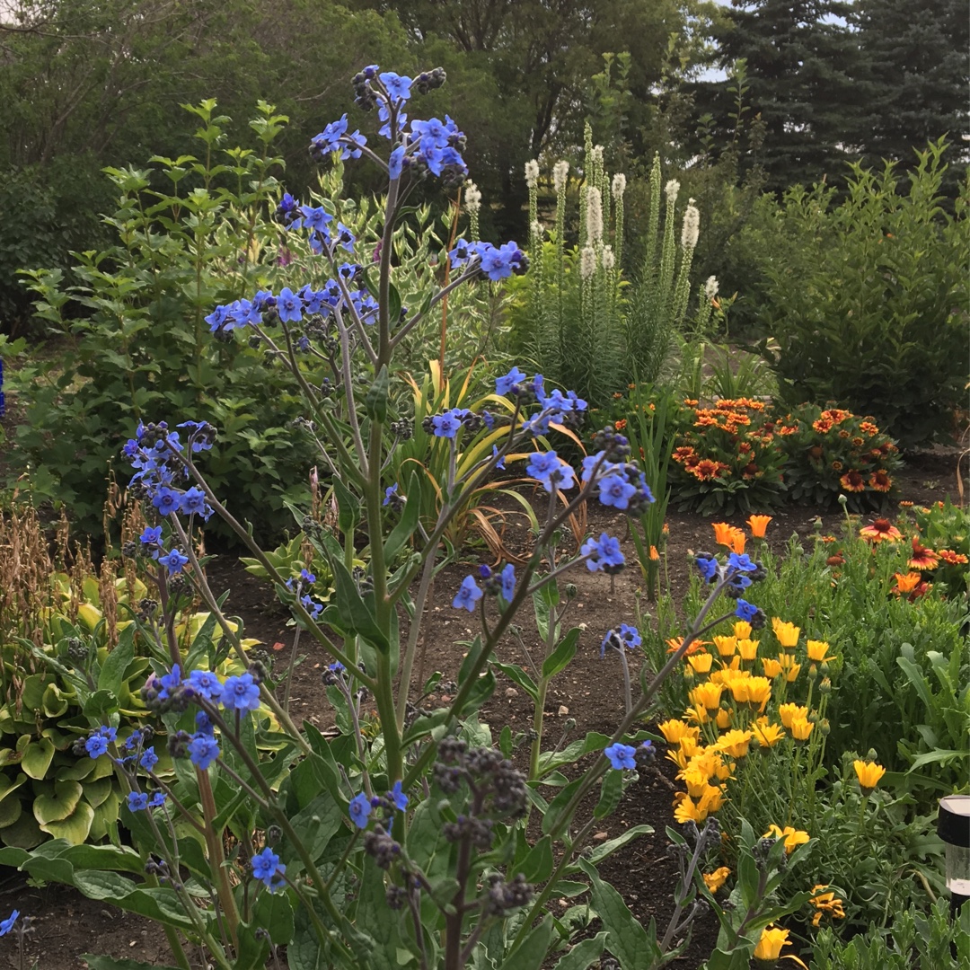 Cynoglossum Amabile Azul in the GardenTags plant encyclopedia Chinese Forget-Me-Not Azul in the GardenTags plant encyclopedia