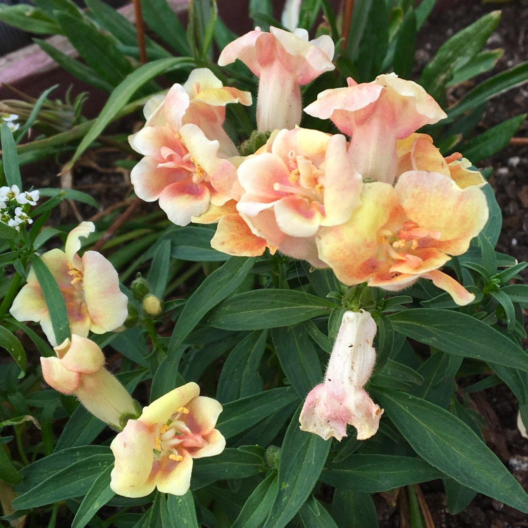 Antirrhinum majus Twinny Peach (Twinny Series) in the GardenTags plant encyclopedia Snapdragon Twinny Peach in the GardenTags plant encyclopedia