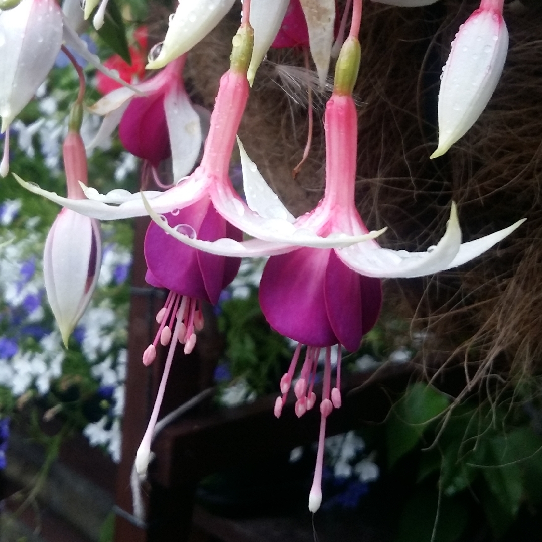 Fuchsia Auntie Jinks in the GardenTags plant encyclopedia Fuchsia Auntie Jinks in the GardenTags plant encyclopedia