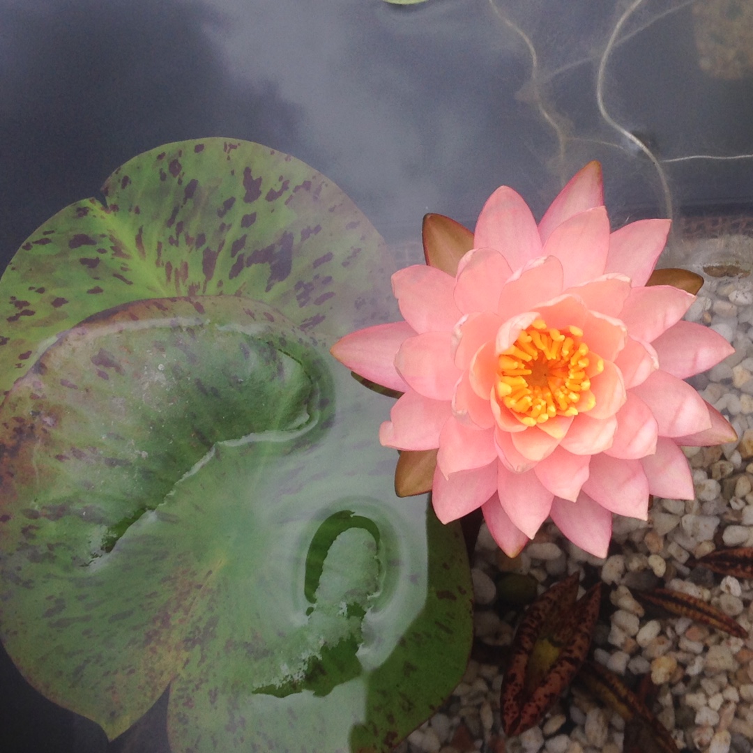 Nymphaea Peach Sunrise in the GardenTags plant encyclopedia Water Lily Peach Sunrise in the GardenTags plant encyclopedia