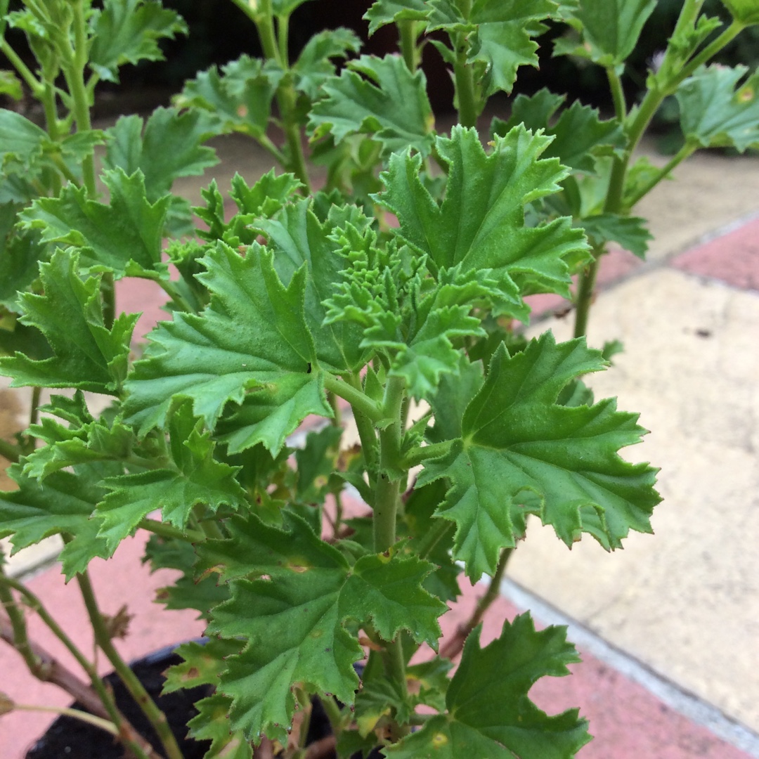 Pelargonium Limoneum syn. Pelargonium x limoneum in the GardenTags plant encyclopedia Pelargonium Limoneum (Scented) in the GardenTags plant encyclopedia