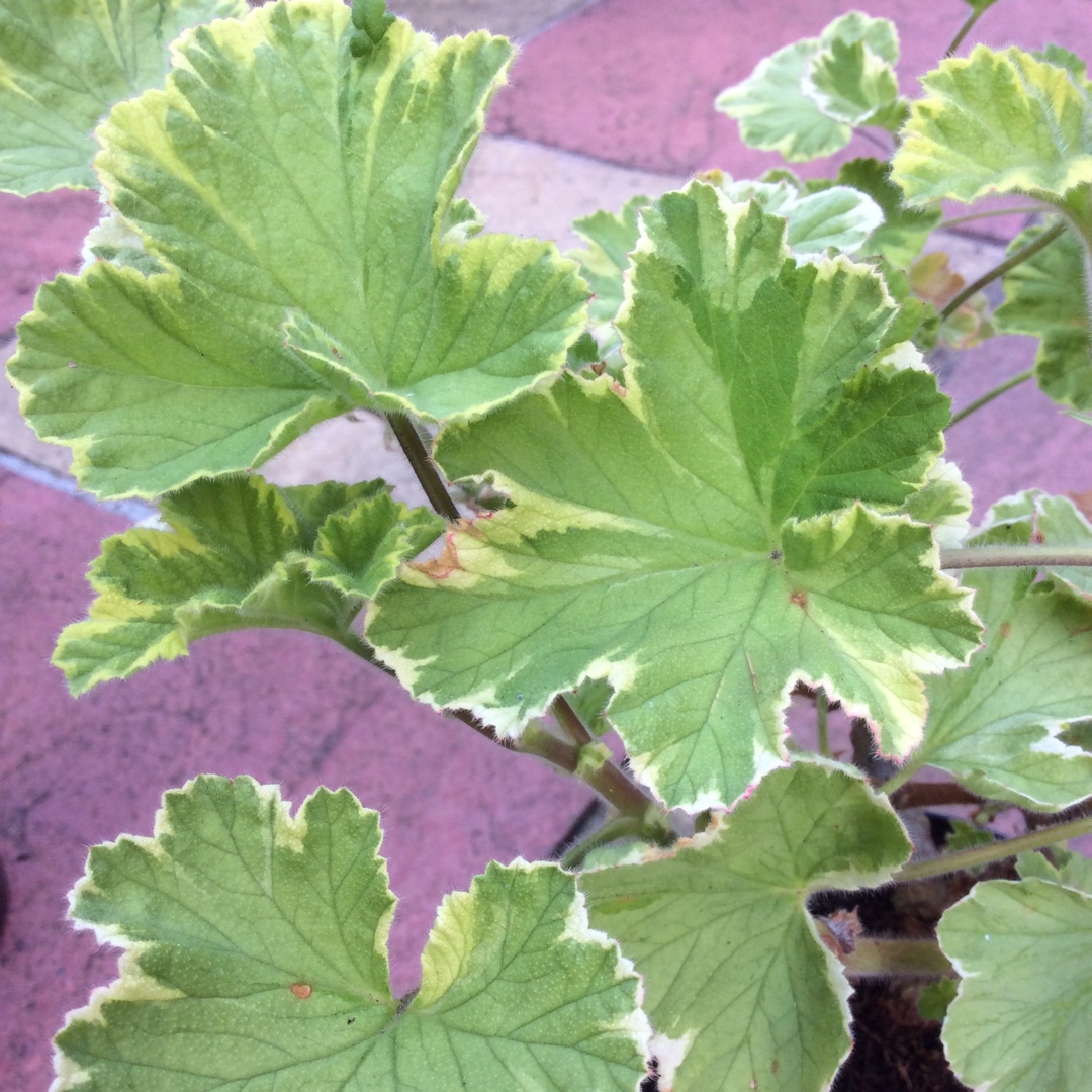 Pelargonium Atomic Snowflake in the GardenTags plant encyclopedia Pelargonium Atomic Snowflake (Scented Variegated) in the GardenTags plant encyclopedia