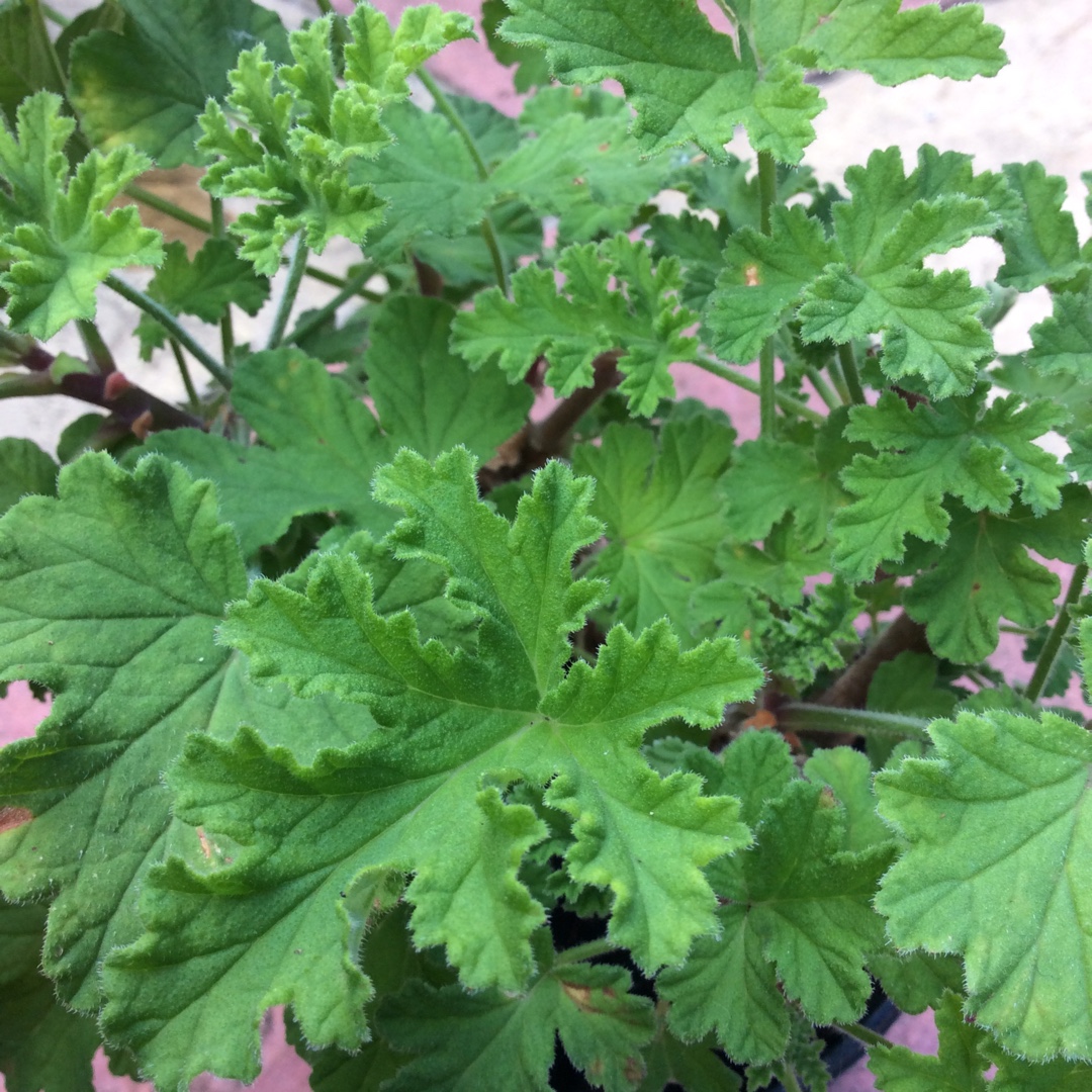 Pelargonium Sweet Mimosa in the GardenTags plant encyclopedia Pelargonium Sweet Mimosa (Scented) in the GardenTags plant encyclopedia
