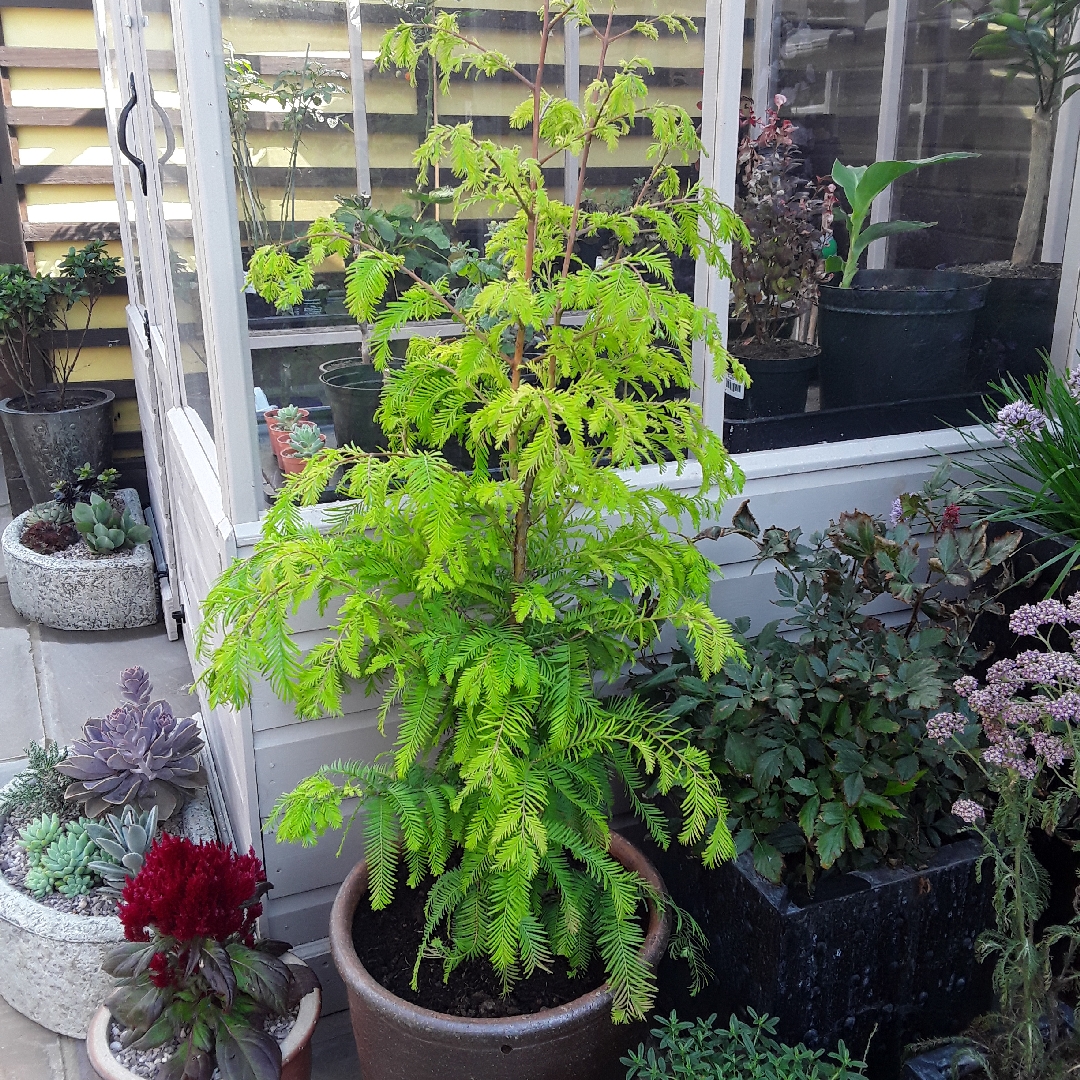 Metasequoia glyptostroboides Chubby in the GardenTags plant encyclopedia Metasequoia Chubby in the GardenTags plant encyclopedia