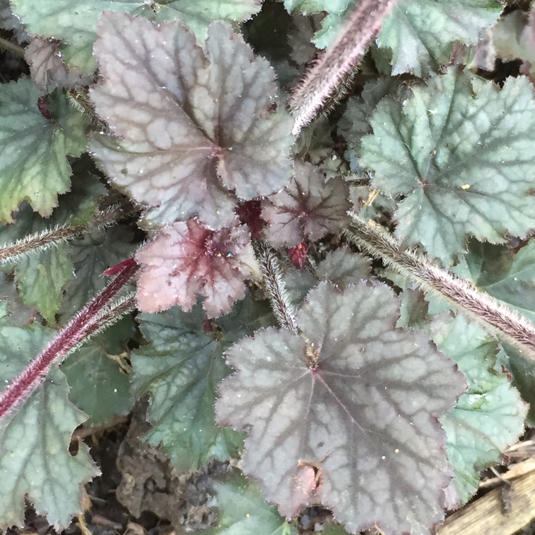 Heuchera Frosted Violet in the GardenTags plant encyclopedia Alumroot Frosted Violet in the GardenTags plant encyclopedia