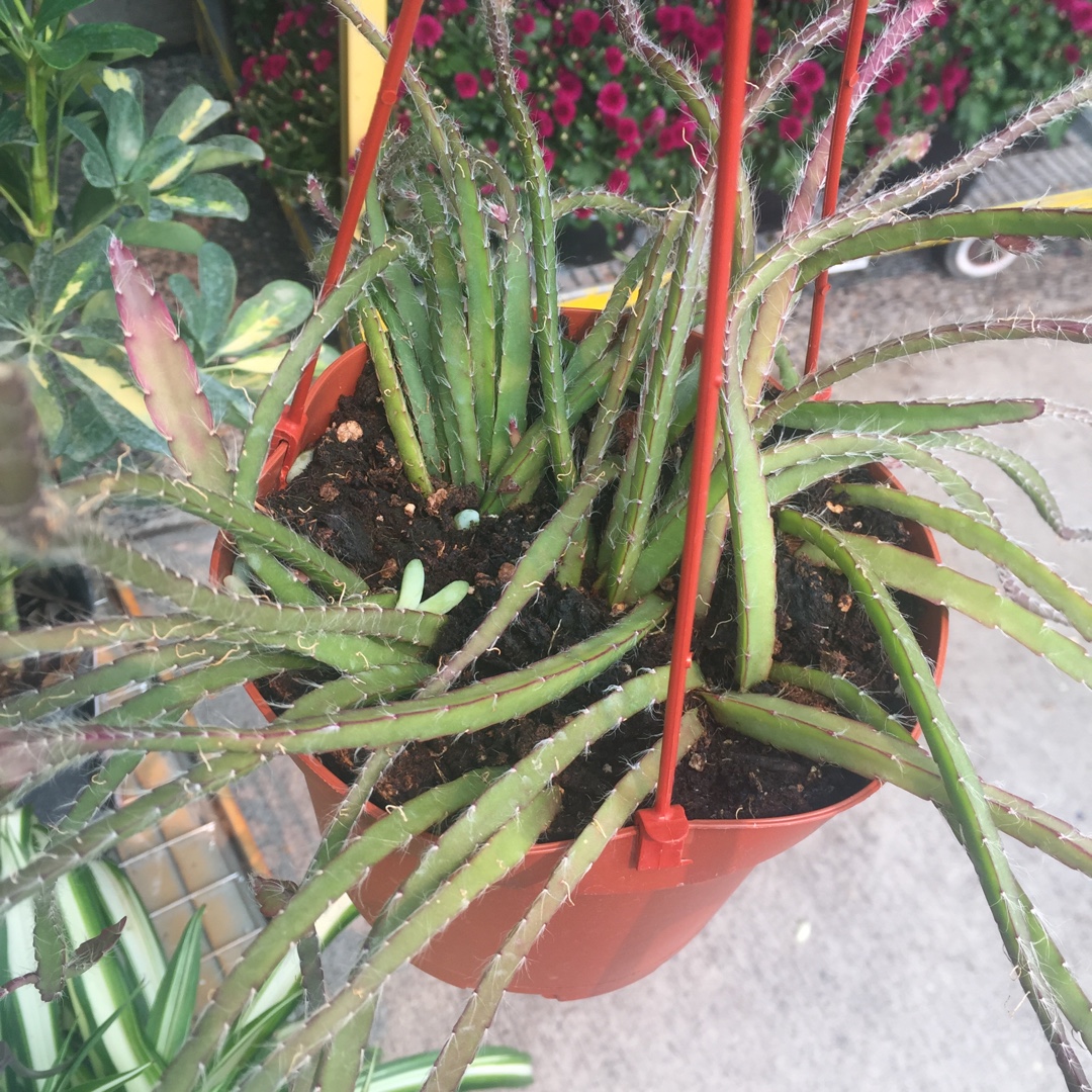 Trailing cactus in the GardenTags plant encyclopedia