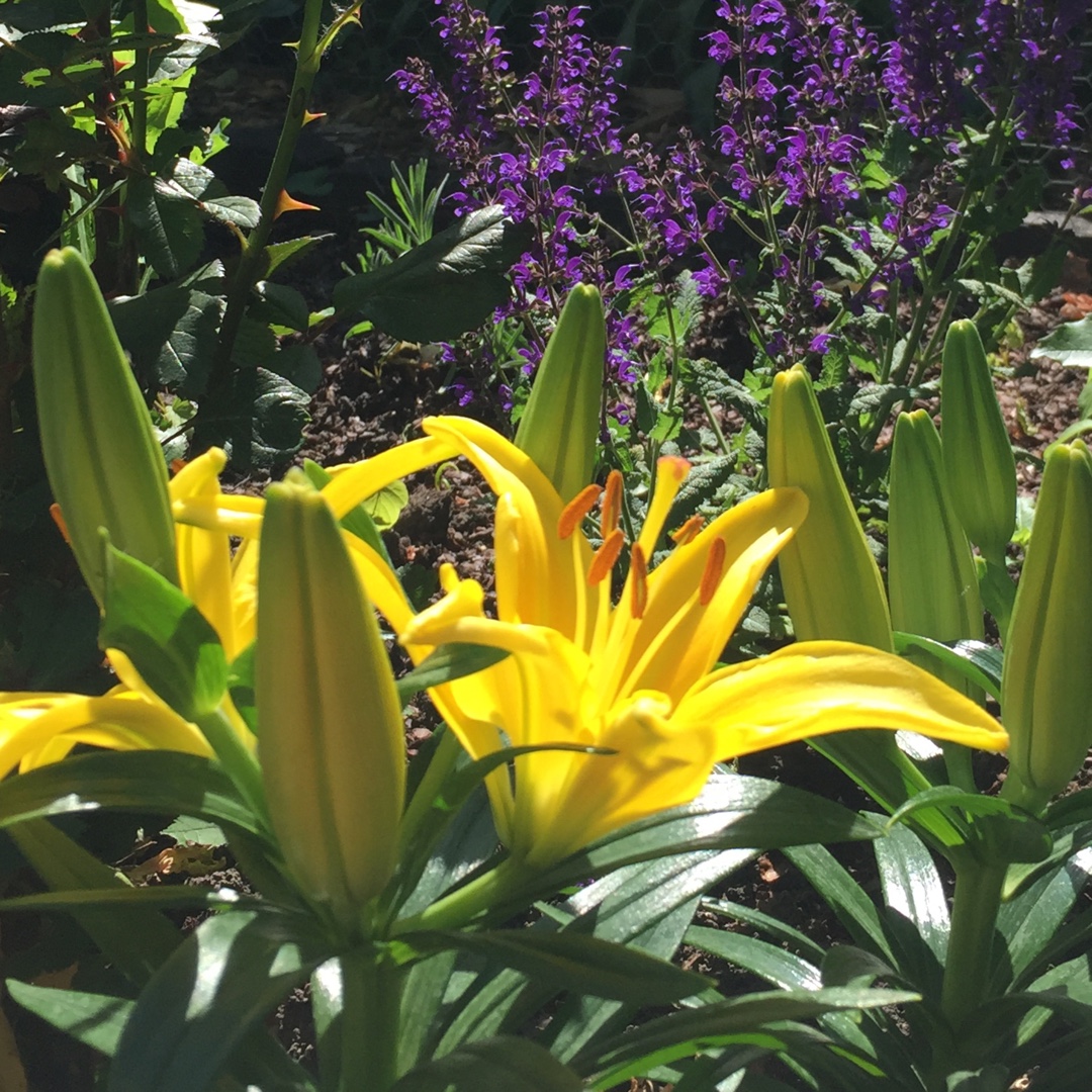 Lilium Tiny Glow in the GardenTags plant encyclopedia Lily Tiny Glow (Asiatic) in the GardenTags plant encyclopedia