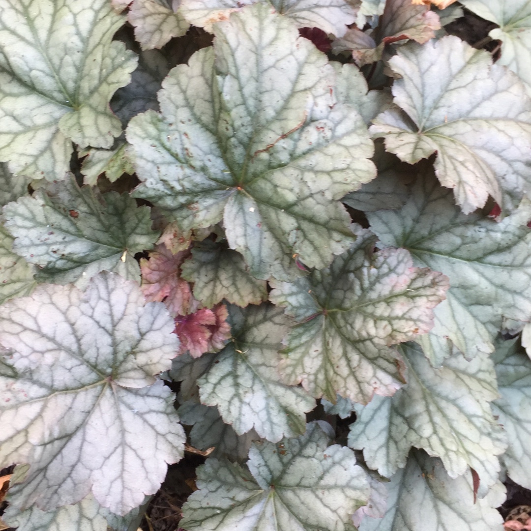 Heuchera Stainless Steel in the GardenTags plant encyclopedia Alumroot Stainless Steel in the GardenTags plant encyclopedia