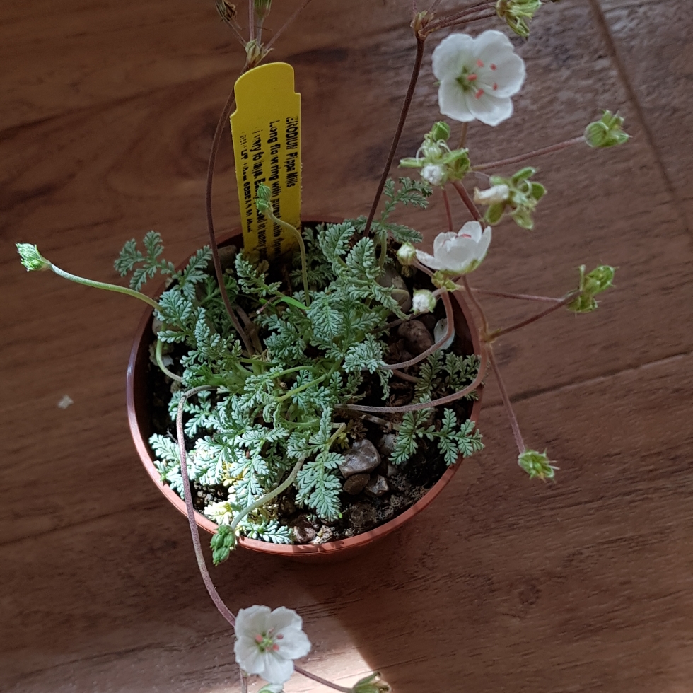 Erodium Pippa Mills in the GardenTags plant encyclopedia Storksbill Pippa Mills in the GardenTags plant encyclopedia