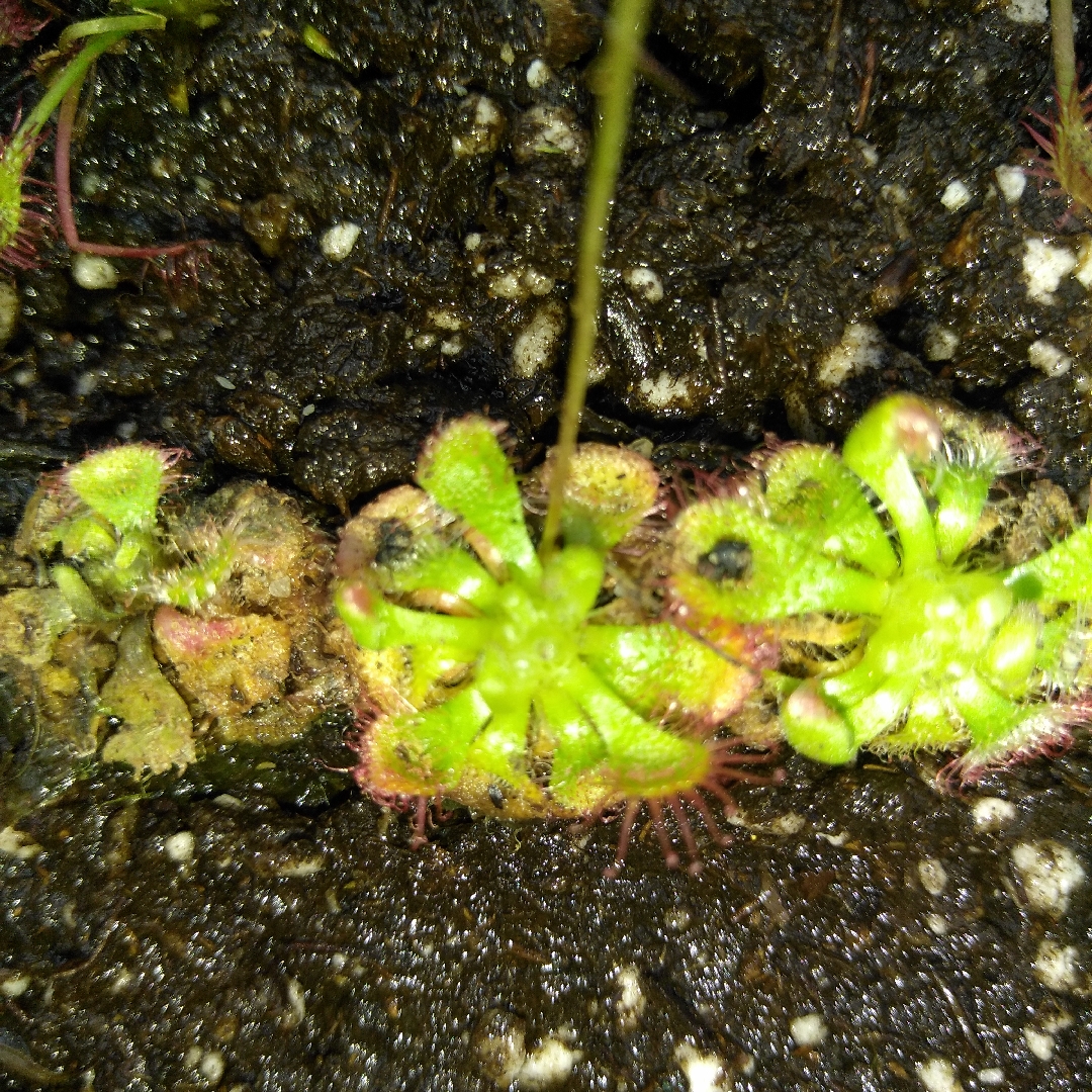 Drosera Sessilifolia in the GardenTags plant encyclopedia Sundew in the GardenTags plant encyclopedia