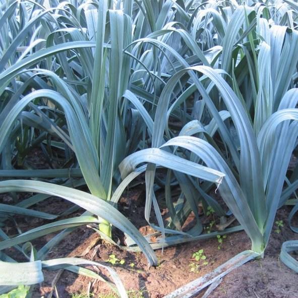 Allium porrum Musselburgh in the GardenTags plant encyclopedia Leek Musselburgh in the GardenTags plant encyclopedia