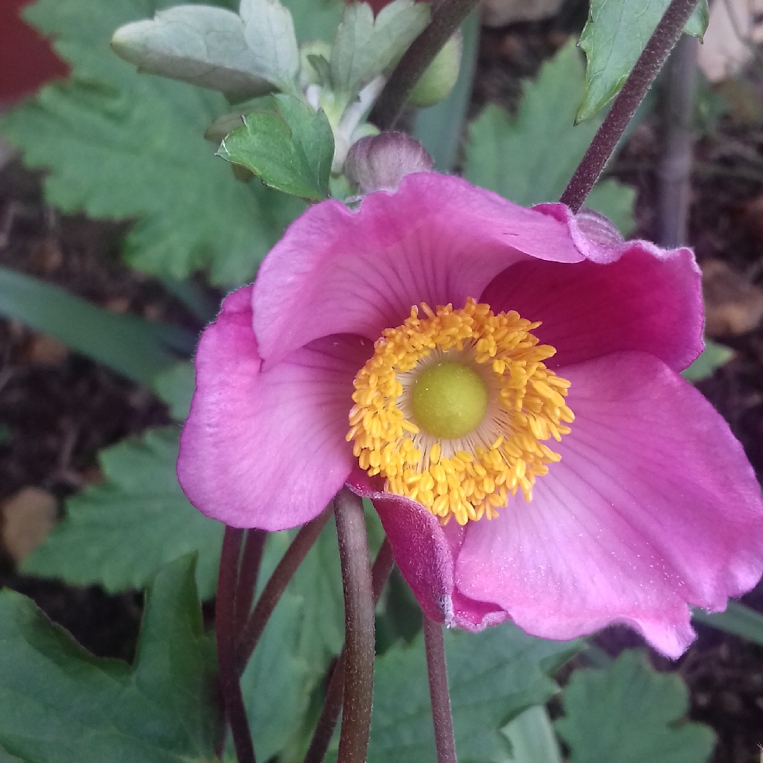 Anemone Hupehensis var. japonica Bowles Pink in the GardenTags plant encyclopedia Japanese Anemone Bowles Pink in the GardenTags plant encyclopedia