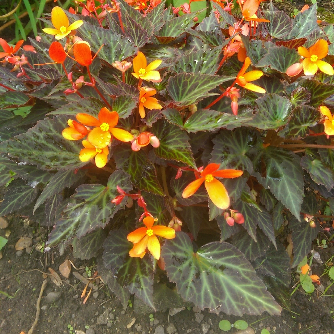 Begonia boliviensis Sparks Will Fly in the GardenTags plant encyclopedia Begonia Sparks Will Fly in the GardenTags plant encyclopedia