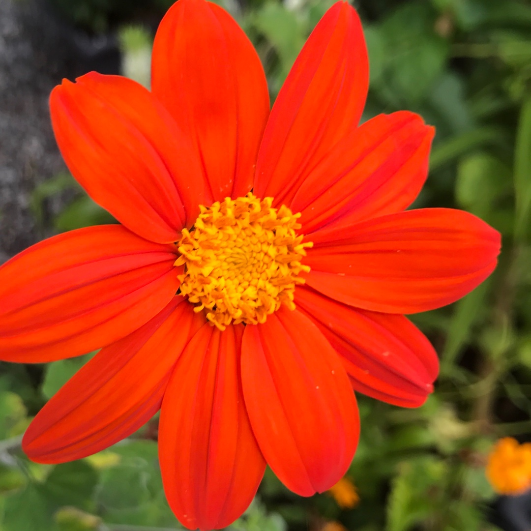 Tithonia rotundifolia syn Tithonia speciosa in the GardenTags plant encyclopedia Mexican Sunflower in the GardenTags plant encyclopedia