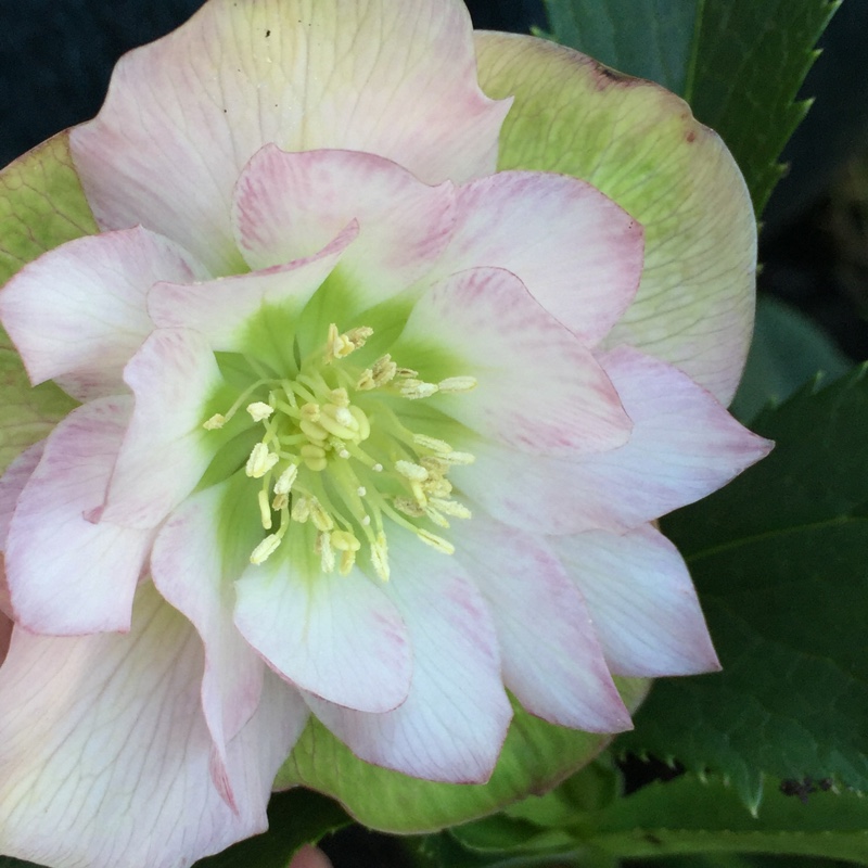 Helleborus x hybridus Harvington Double Pink in the GardenTags plant encyclopedia Hellebore Harvington Double Pink in the GardenTags plant encyclopedia