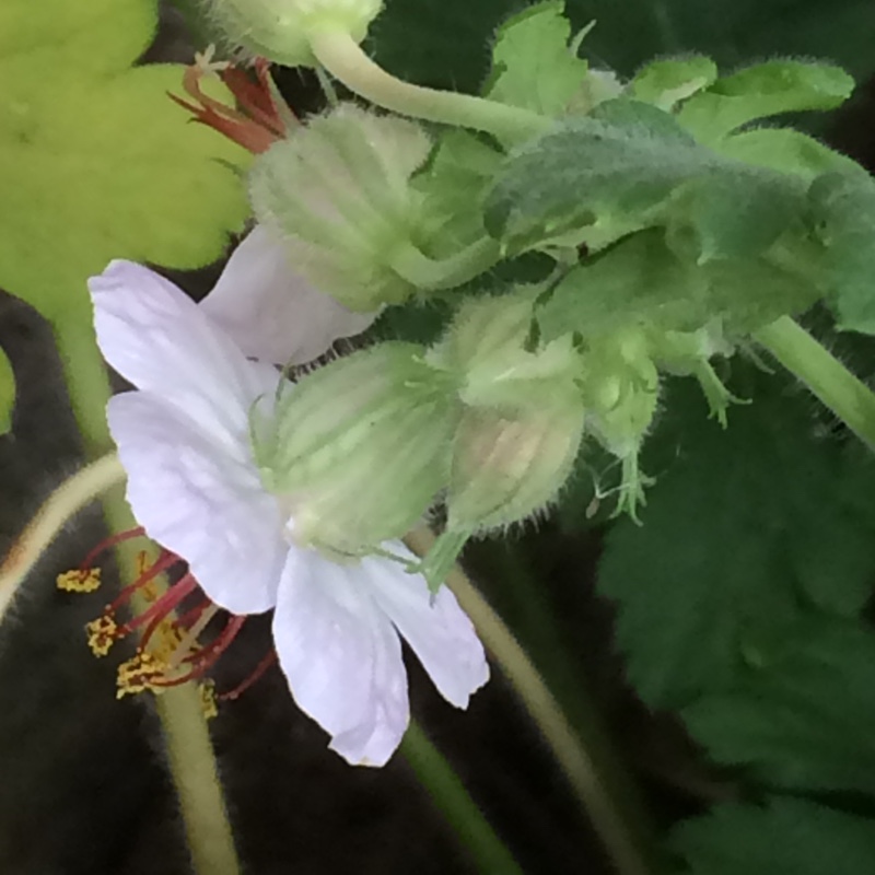 Geranium macrorrhizum Ingwersens Variety in the GardenTags plant encyclopedia Bigroot Cranesbill Ingwersens Variety in the GardenTags plant encyclopedia