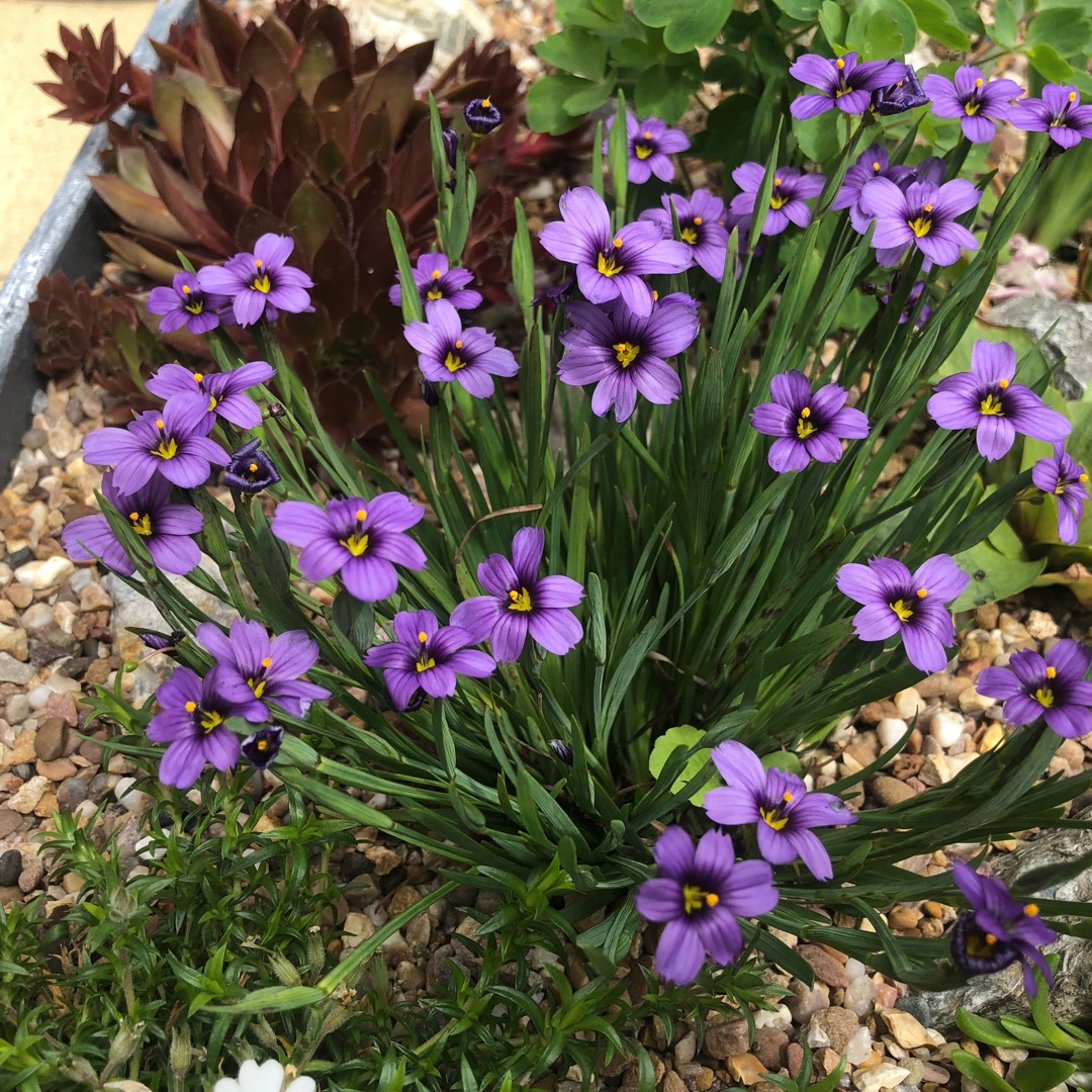 Sisyrinchium idahoense var bellum Rocky Point in the GardenTags plant encyclopedia Blue-eyed Grass Rocky Point in the GardenTags plant encyclopedia