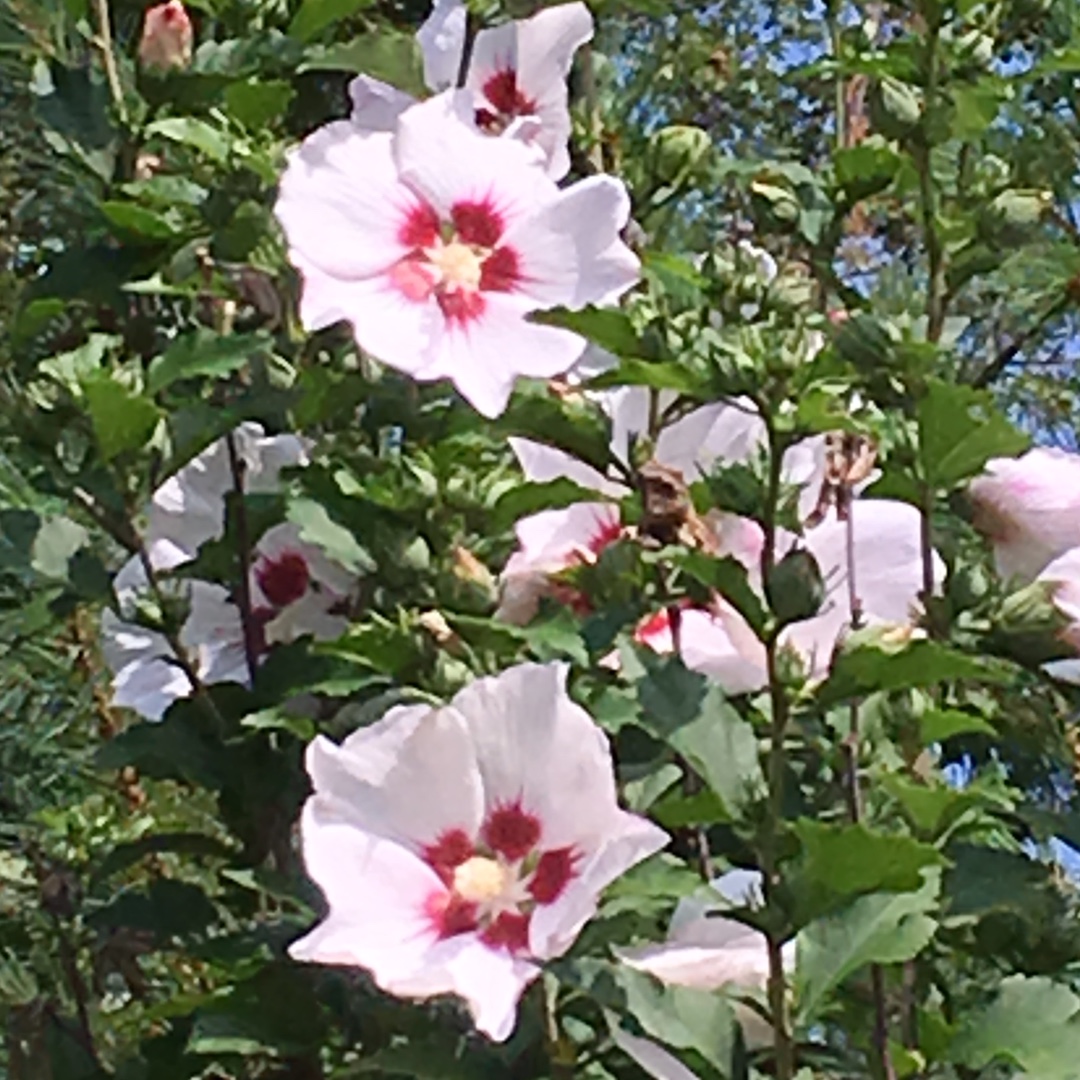 Hibiscus syriacus Helene in the GardenTags plant encyclopedia Rose Of Sharon Helene in the GardenTags plant encyclopedia