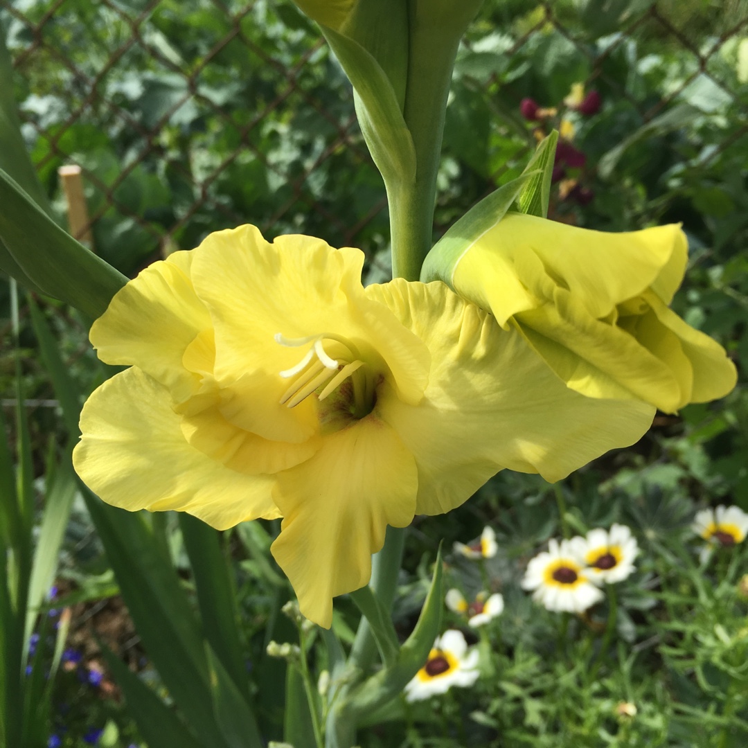 Gladiolus Nova Lux in the GardenTags plant encyclopedia Gladioli Nova Lux (Large-flowered) in the GardenTags plant encyclopedia