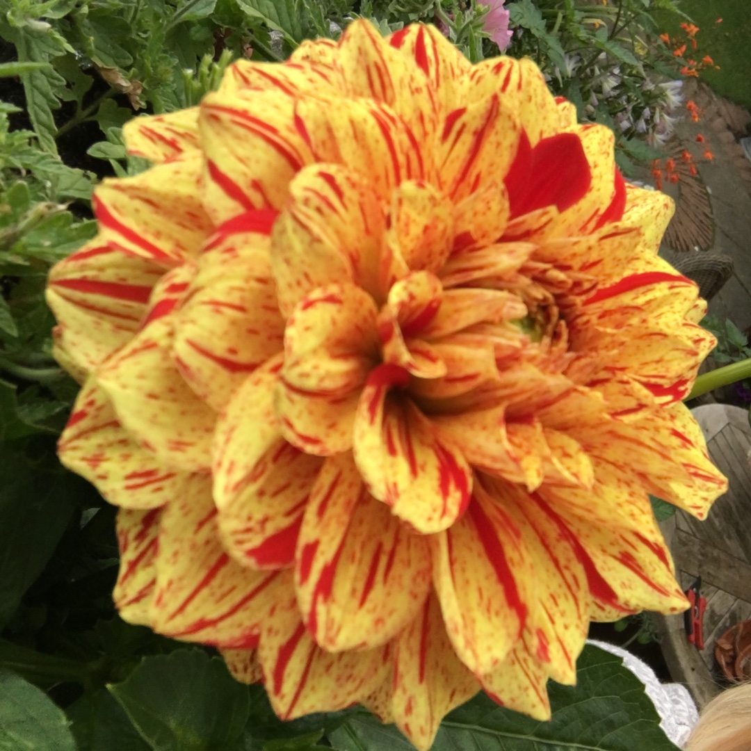 Dahlia Painted Lady in the GardenTags plant encyclopedia Dahlia Painted Lady in the GardenTags plant encyclopedia