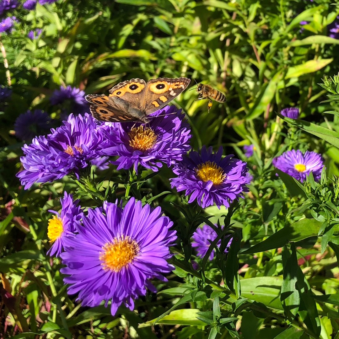Scabiosa columbaria Vivid Violet in the GardenTags plant encyclopedia Scabious Vivid Violet in the GardenTags plant encyclopedia