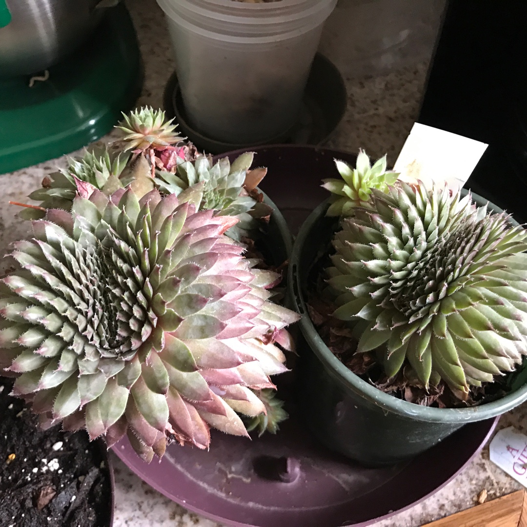 Sempervivum Purple Passion in the GardenTags plant encyclopedia Sempervivum Purple Passion in the GardenTags plant encyclopedia