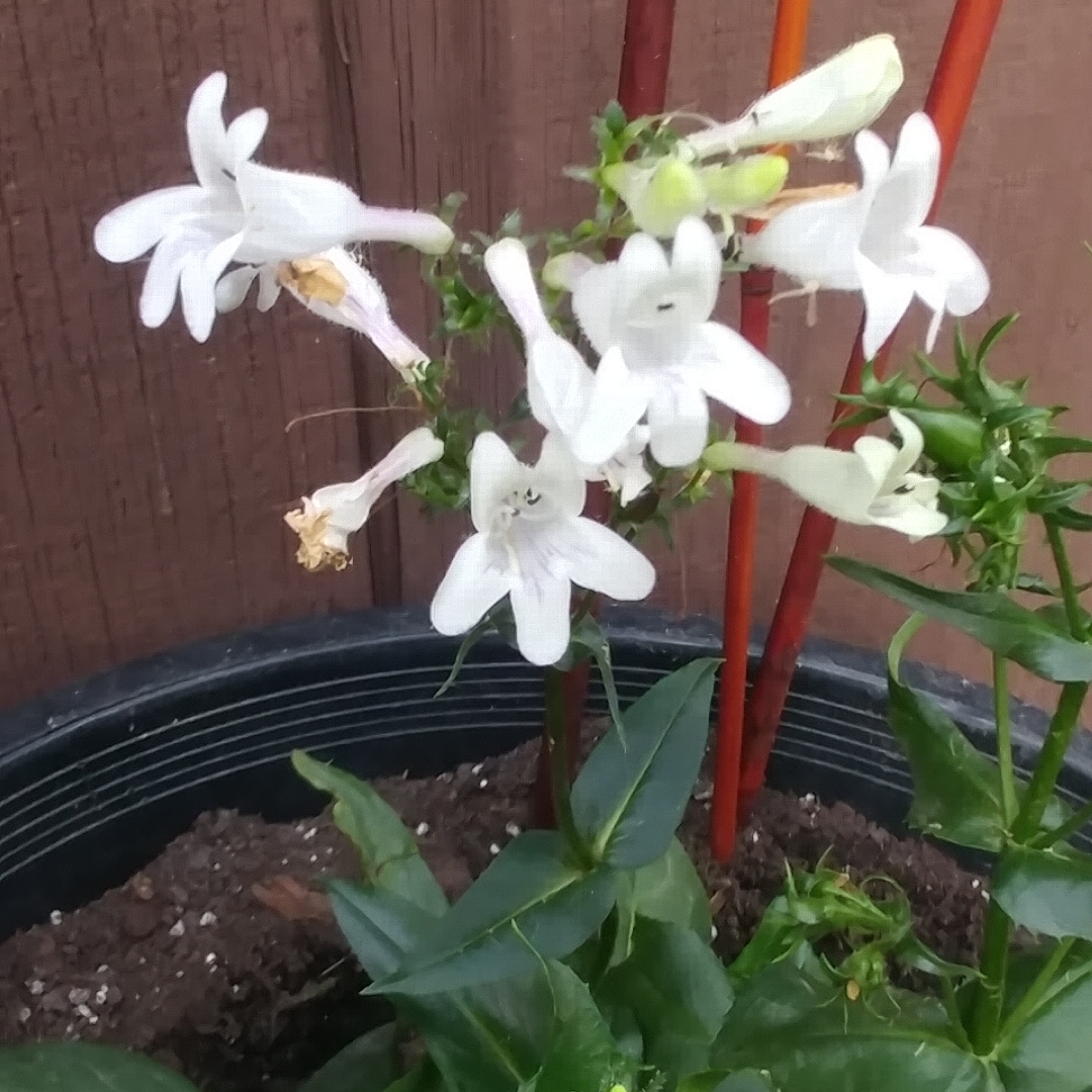 Penstemon digitalis Mystica in the GardenTags plant encyclopedia Beardtongue Mystica in the GardenTags plant encyclopedia