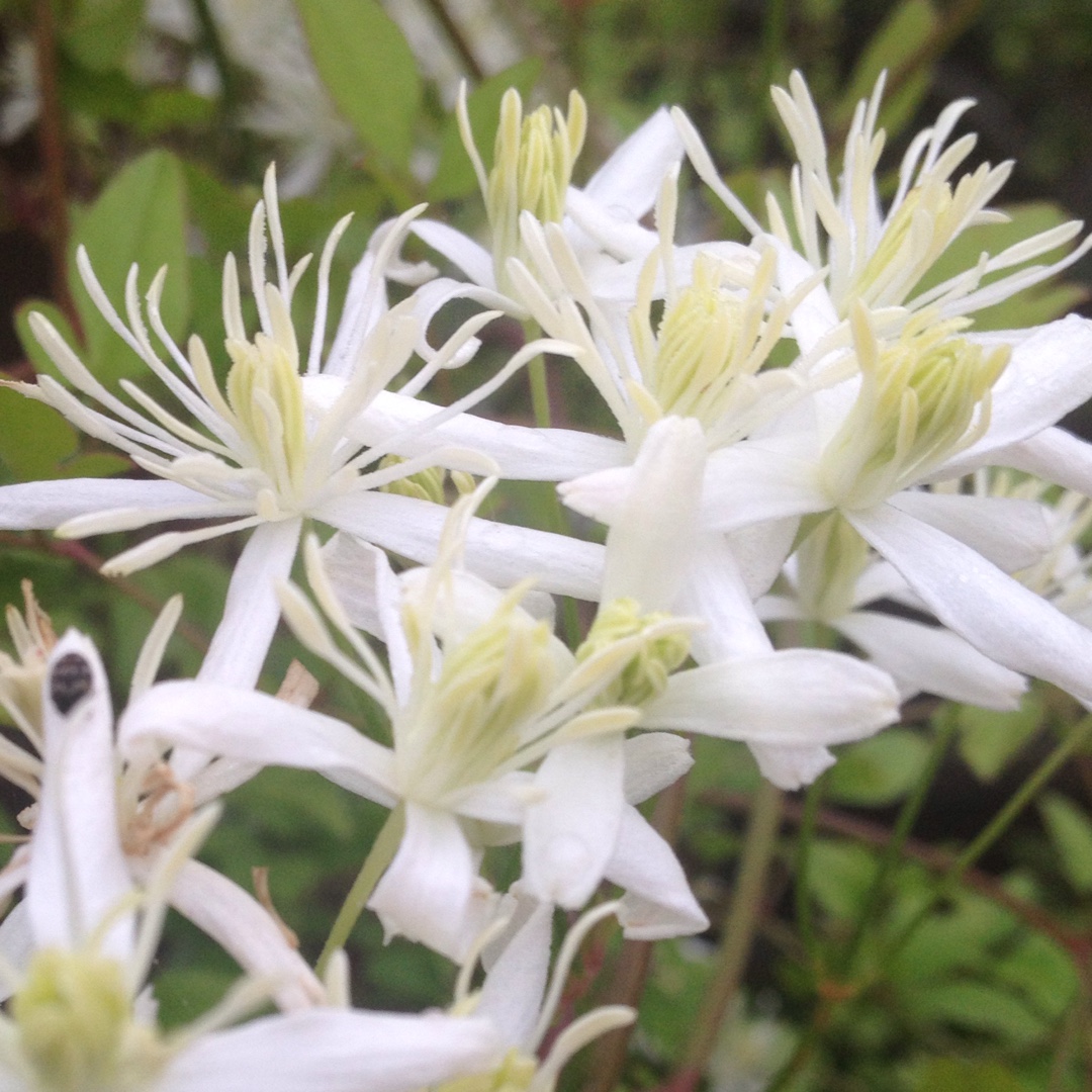 Clematis Flammula in the GardenTags plant encyclopedia Sweet-scented Virgins Bower in the GardenTags plant encyclopedia