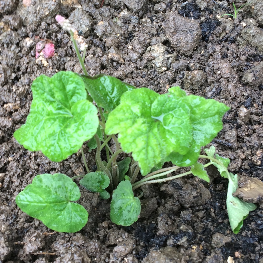 Tiarella wherryi in the GardenTags plant encyclopedia Wherrys Foamflower in the GardenTags plant encyclopedia