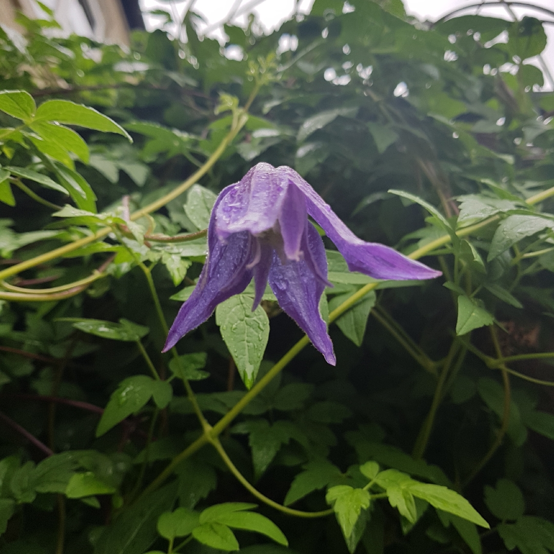 Clematis Alpina Maria Basescu in the GardenTags plant encyclopedia Clematis Maria Basescu in the GardenTags plant encyclopedia