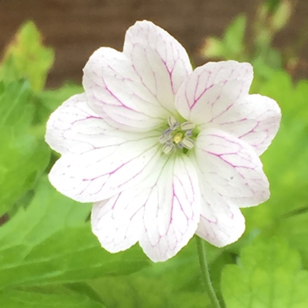 Geranium x oxonianum Trevors White in the GardenTags plant encyclopedia Oxford Cranesbill Trevors White in the GardenTags plant encyclopedia
