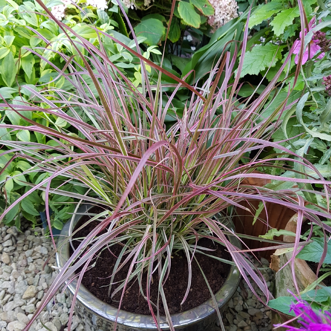 Pennisetum setaceum Cherry Sparkler in the GardenTags plant encyclopedia Fountain Grass Cherry Sparkler in the GardenTags plant encyclopedia