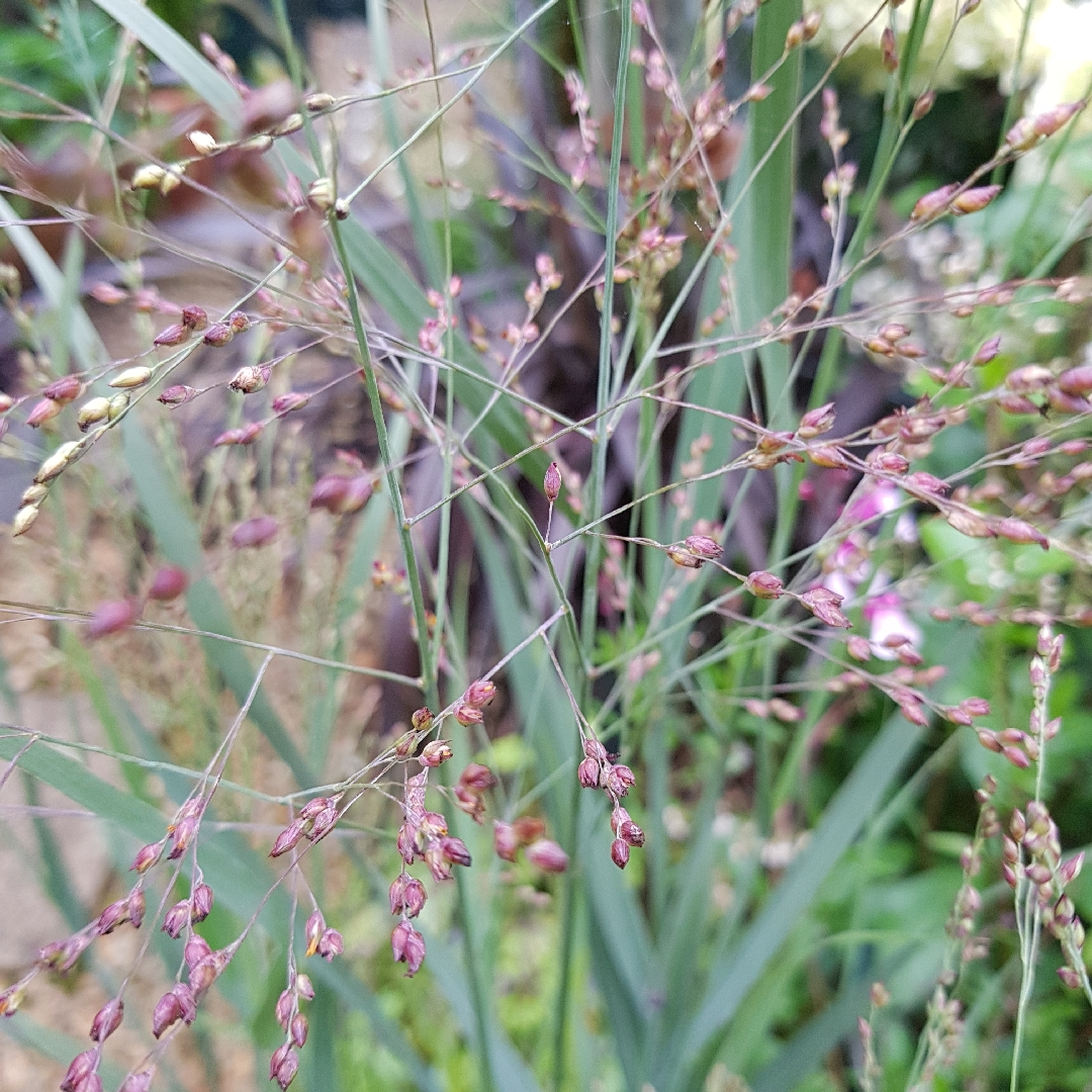 Panicum virgatum Heavy Metal in the GardenTags plant encyclopedia Switch Grass Heavy Metal in the GardenTags plant encyclopedia