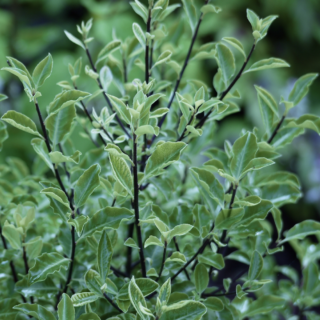 Pittosporum Arundel Green in the GardenTags plant encyclopedia