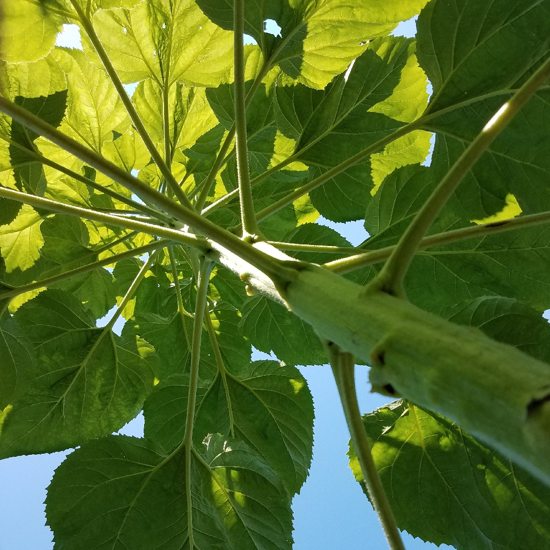 Helianthus annuus girasol in the GardenTags plant encyclopedia Sunflower Mammoth in the GardenTags plant encyclopedia