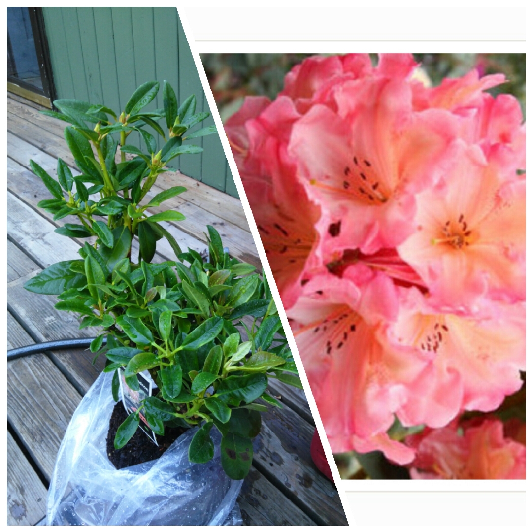 Rhododendron Honey Butter in the GardenTags plant encyclopedia Rhododendron Honey Butter in the GardenTags plant encyclopedia