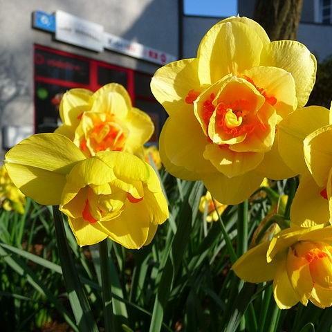 Narcissus 'Tahiti', Daffodil 'Tahiti' (Double) in GardenTags plant  encyclopedia