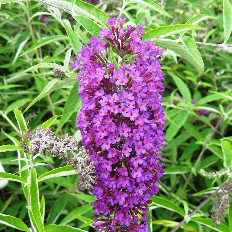 Buddleja davidii Monum syn. Buddleja davidii Nanho Purple in the GardenTags plant encyclopedia Butterfly Bush Nanho Purple in the GardenTags plant encyclopedia