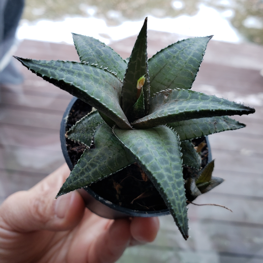 Haworthia Venosa ssp. Tessllata in the GardenTags plant encyclopedia Haworthia Tessellata in the GardenTags plant encyclopedia