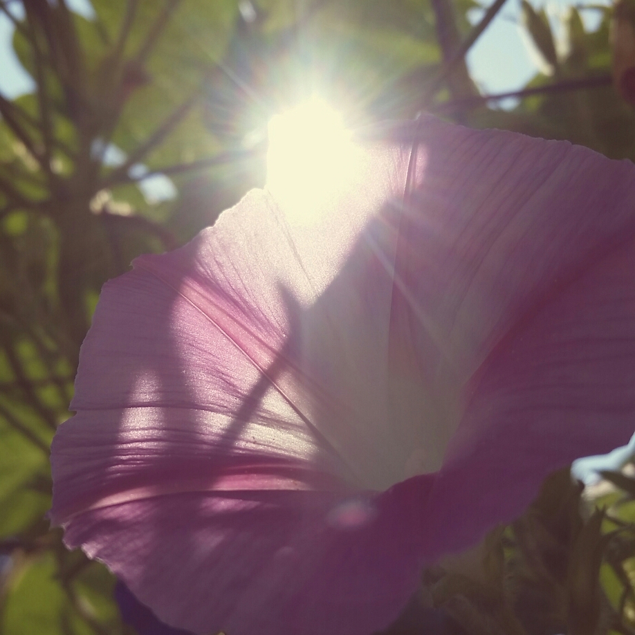 Ipomoea purpurea Yama Pink in the GardenTags plant encyclopedia Morning Glory Yama Pink in the GardenTags plant encyclopedia