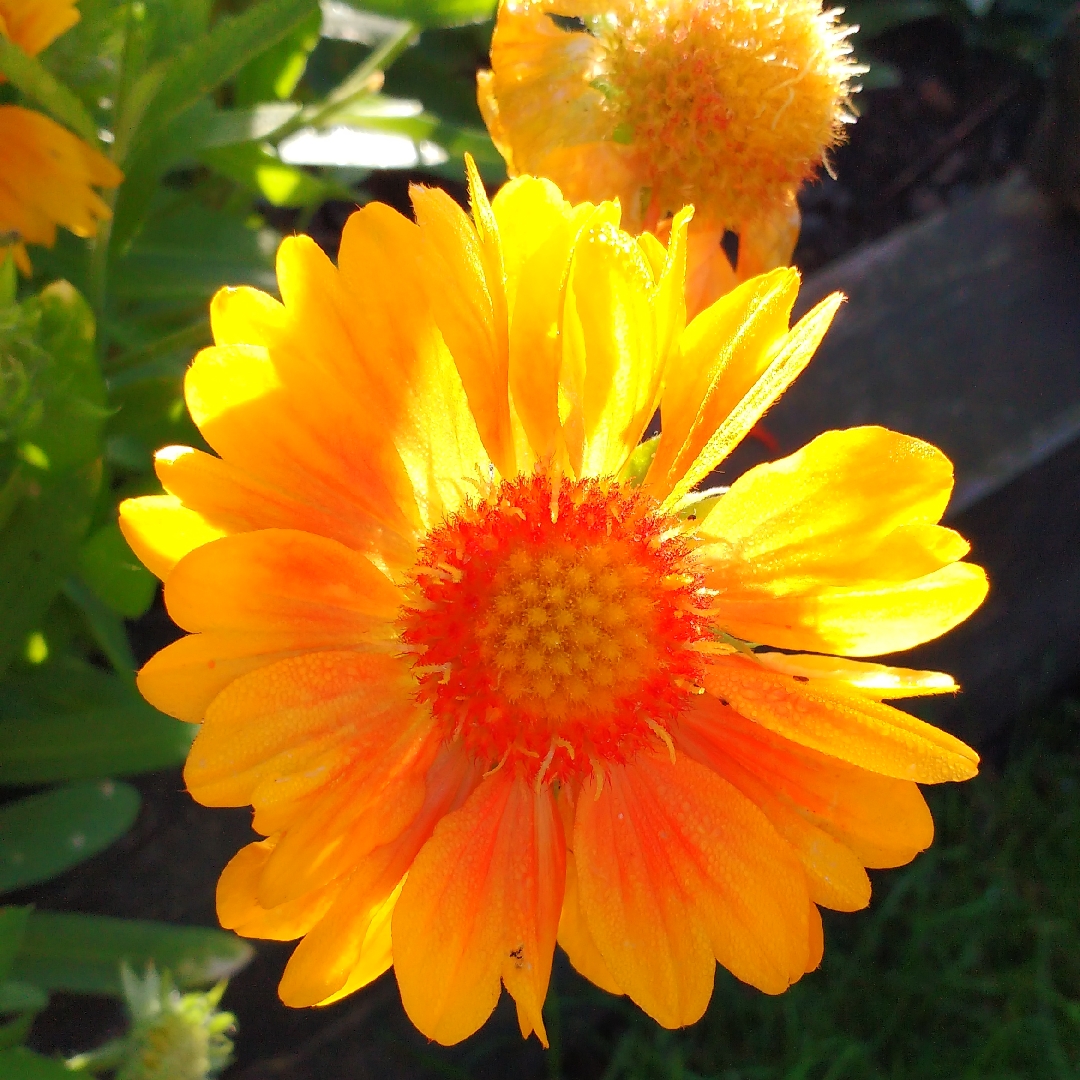 Sunflower Dwarf Sungold in the GardenTags plant encyclopedia