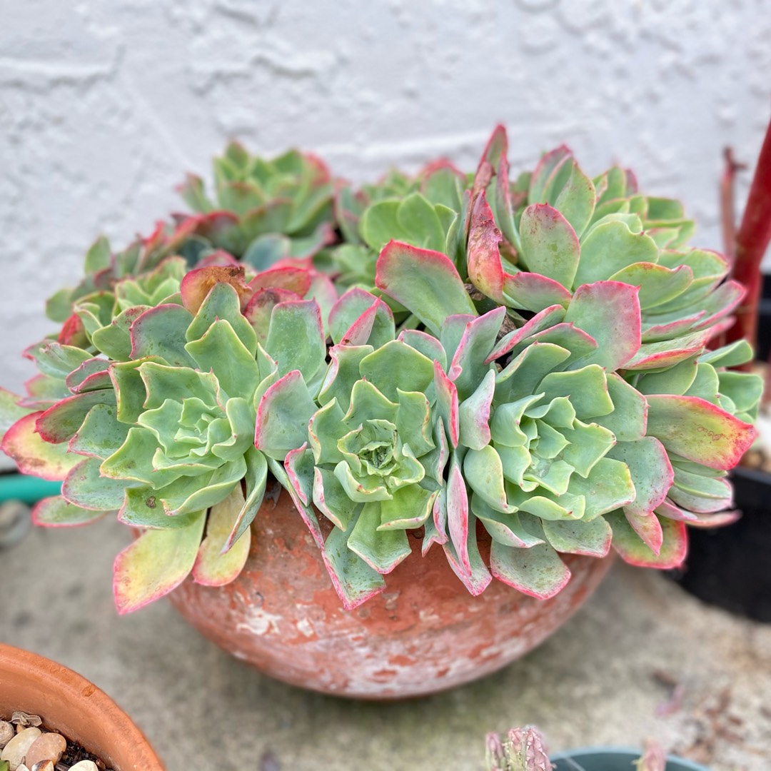 Echeveria Tsunami in the GardenTags plant encyclopedia Echeveria Tsunami in the GardenTags plant encyclopedia