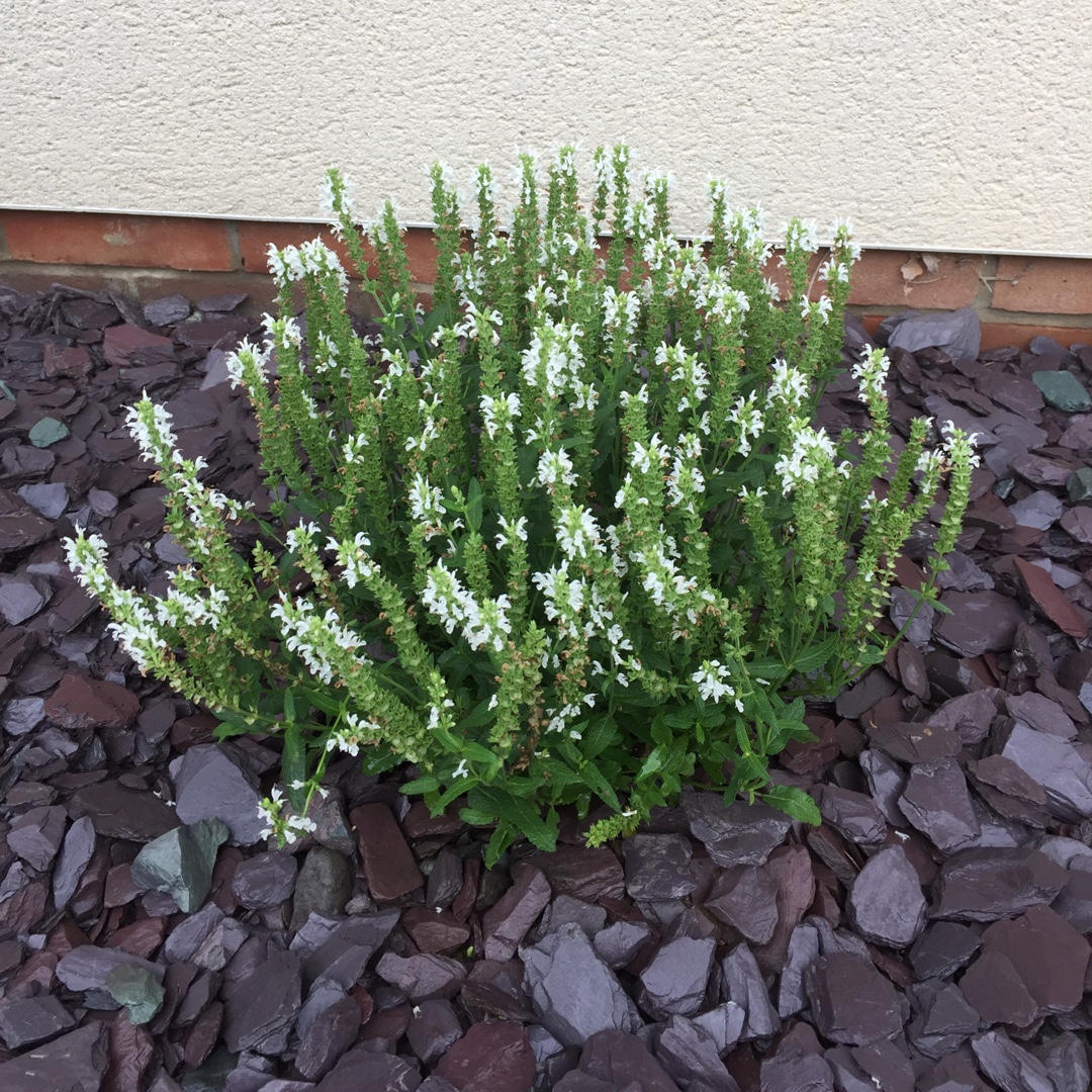Salvia nemorosa Florsalwhite (Sensation Series) syn. Salvia nemorosa Sensation White, Salvia nemorosa Lyrical White in the GardenTags plant encyclopedia Balkan Clary Sage Sensation White in the GardenTags plant encyclopedia