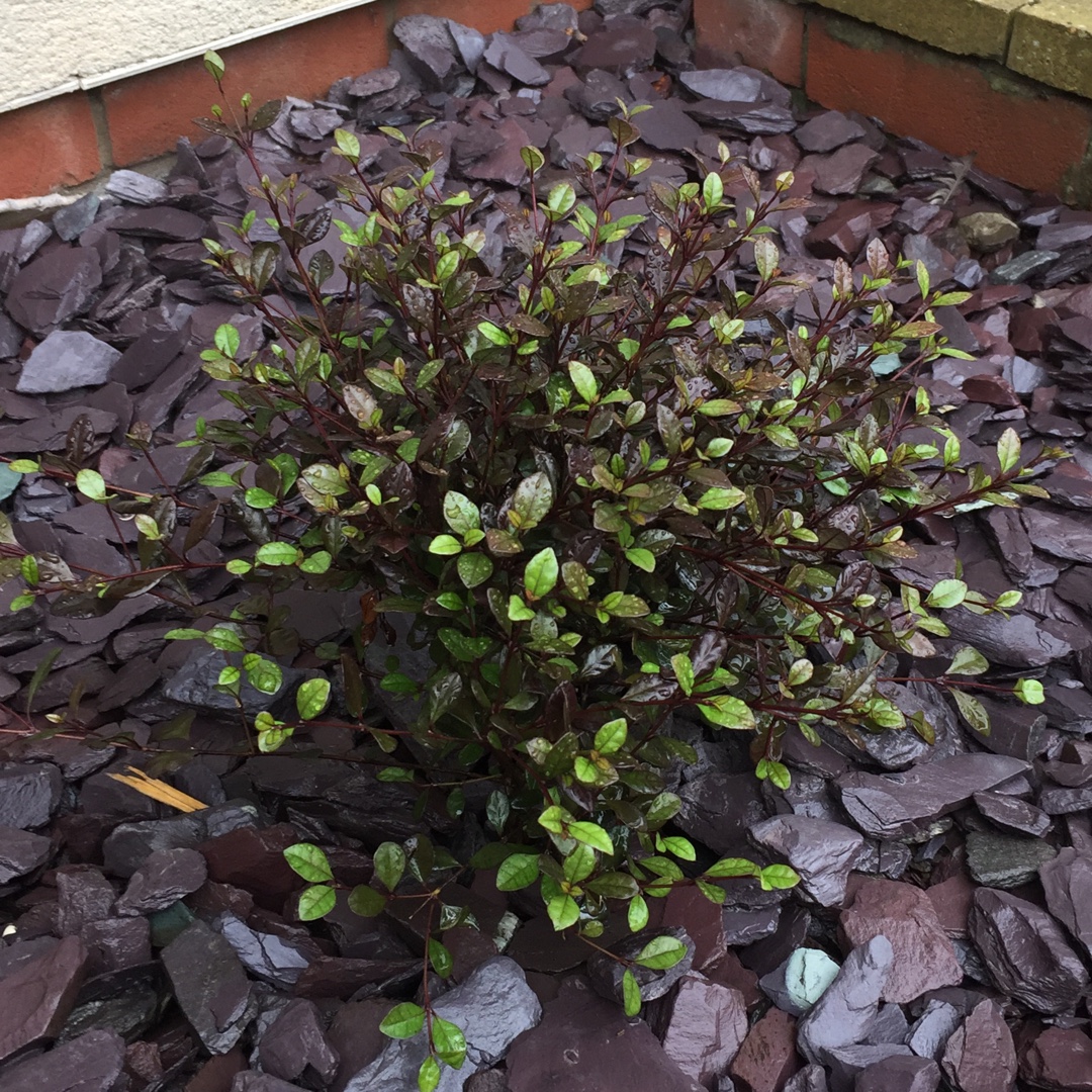 New Zealand Myrtle Red Dragon in the GardenTags plant encyclopedia