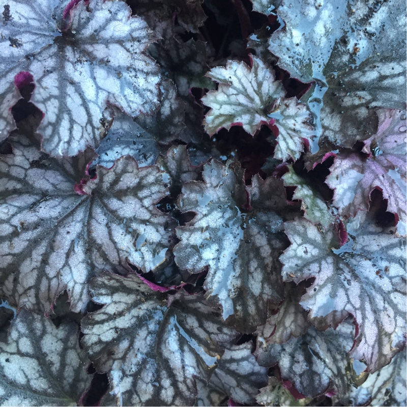 Heuchera Blackberry Jam in the GardenTags plant encyclopedia Alumroot Blackberry Jam in the GardenTags plant encyclopedia