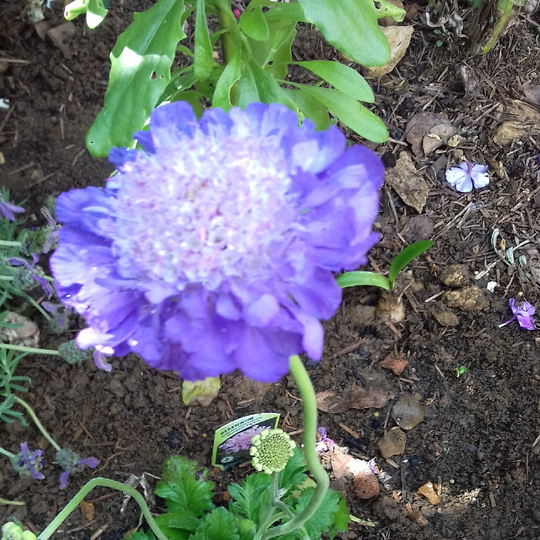 Scabiosa columbaria Mariposa Purple in the GardenTags plant encyclopedia Scabiosa Mariposa Purple in the GardenTags plant encyclopedia