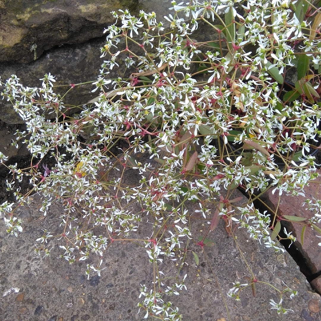 Euphorbia hypericifolia euphoric White in the GardenTags plant encyclopedia Euphorbia euphoric White in the GardenTags plant encyclopedia